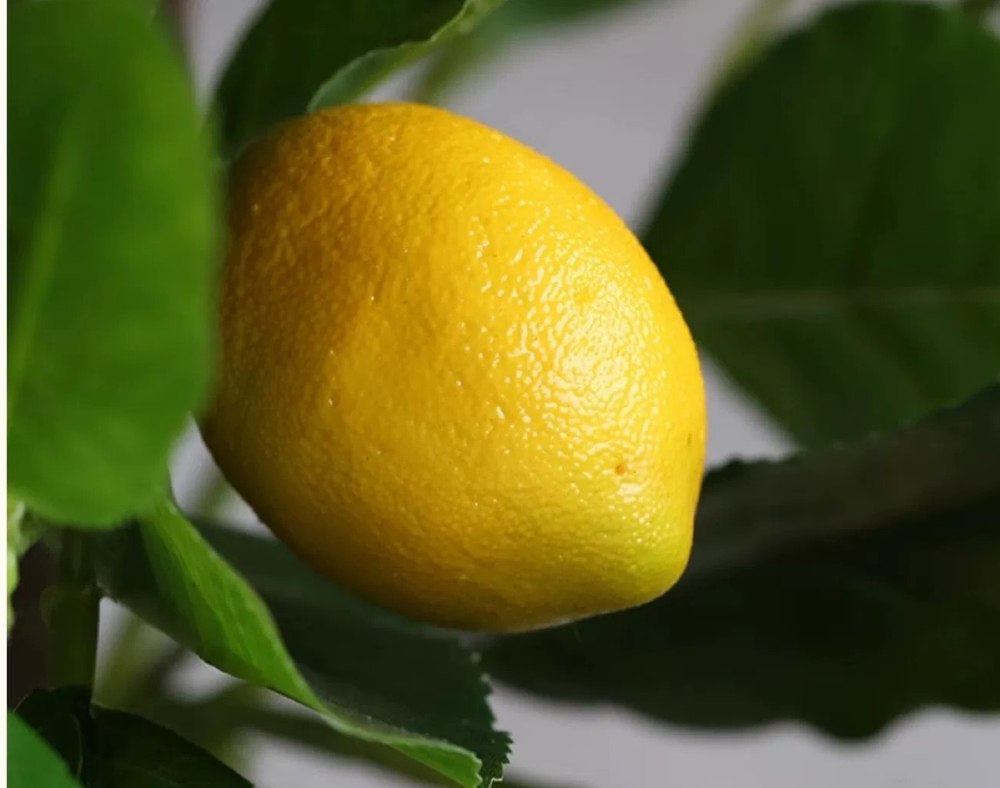 Лимонное дерево с плодами на штамбе 170 см