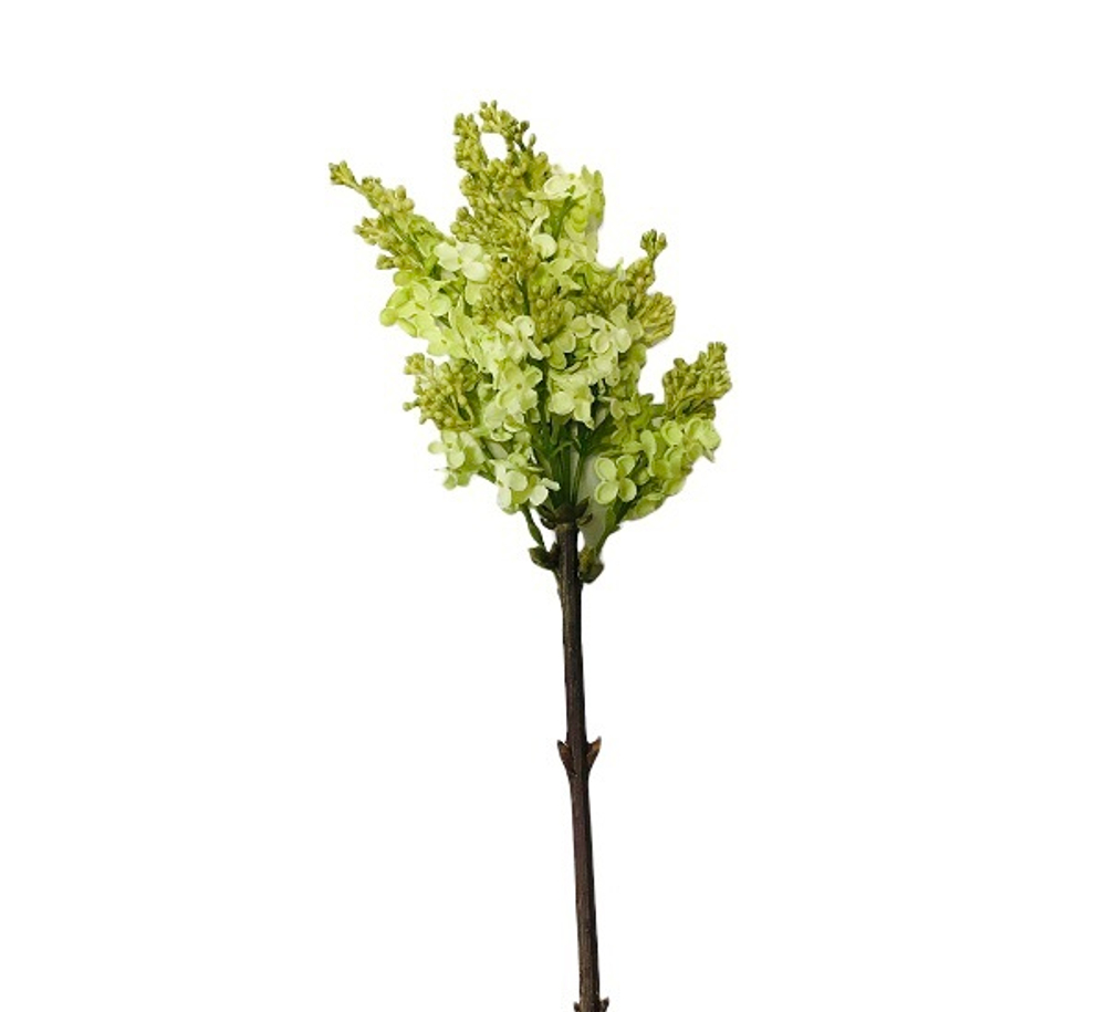 Сирень зелёная, соцветие [Арт. 136944]