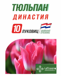 Тюльпан Луковица, Династия 10шт