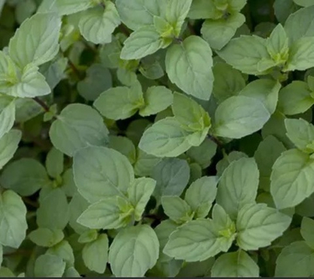 Мята "Дюшес". Mentha piperita "Duchess".