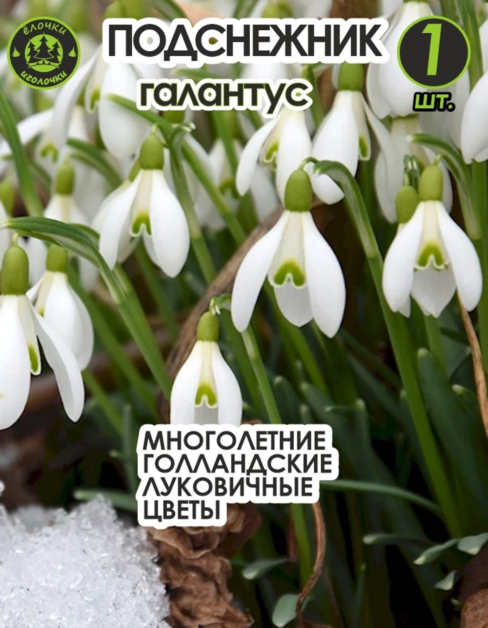 Подснежник Луковица цветов, 1 шт