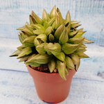 Haworthia Atrofusca mutant (Хавортия)