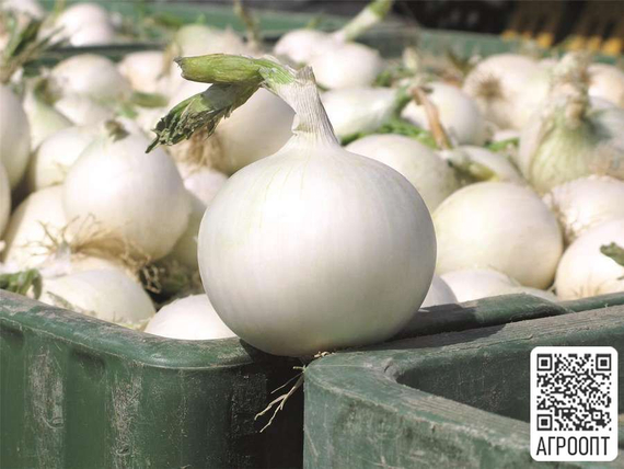 Айспёрл F1 семена лука репчатого (Bejo / Бейо) продукт – фото 3