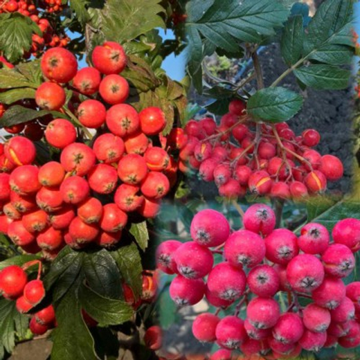 Рябина Ликерная С5 Закупка М69 июнь 2026