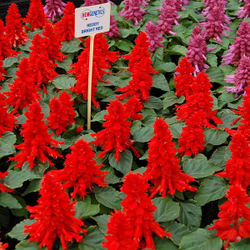 Сальвия Редди Брайт Ред (100шт) Витагрин Профи