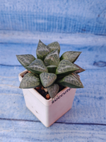 Haworthia Bayeri x Comptoniana (Хавортия)