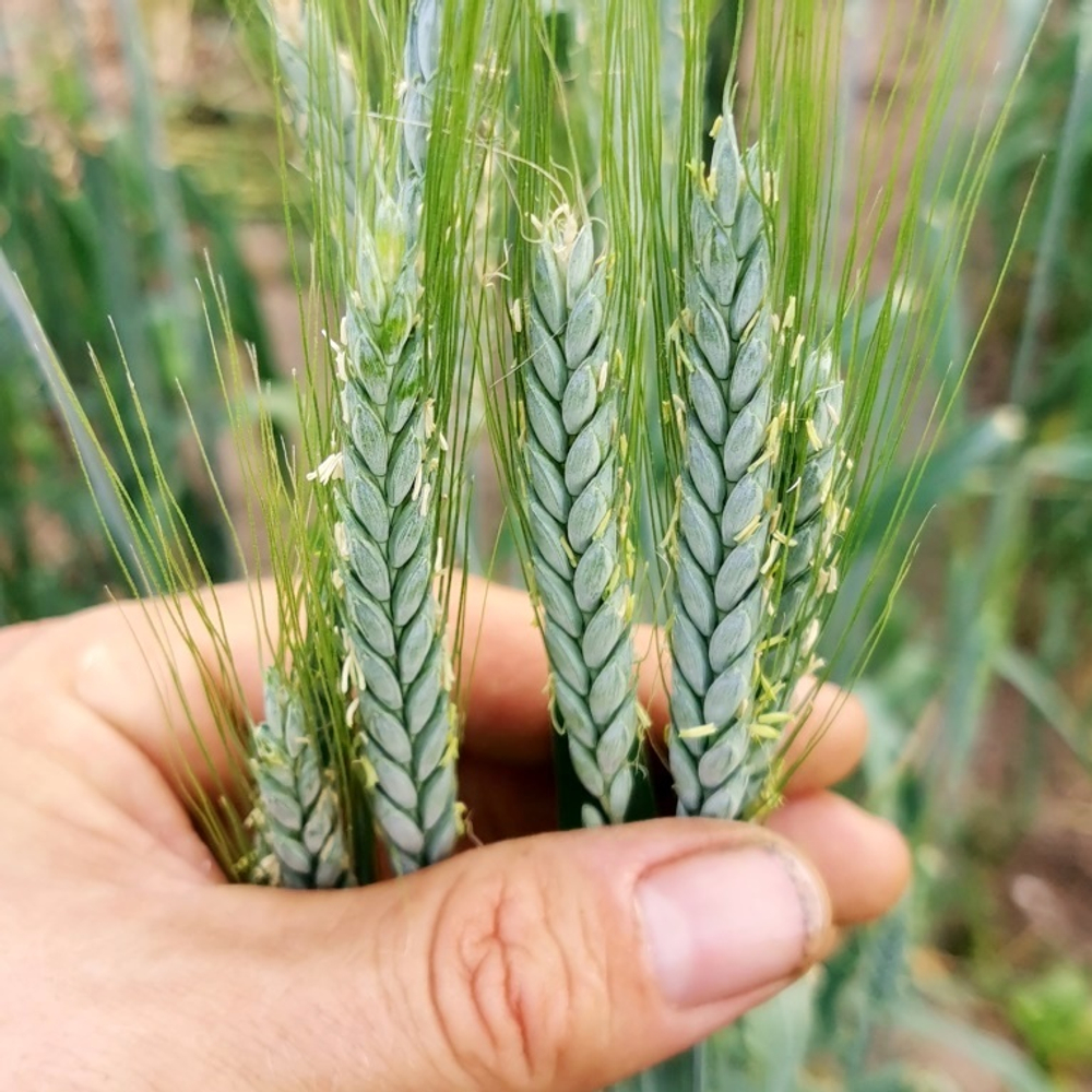 Пшеница Полбяная Маха - Triticum Macha