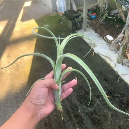 Тилландсия intermedia Giant