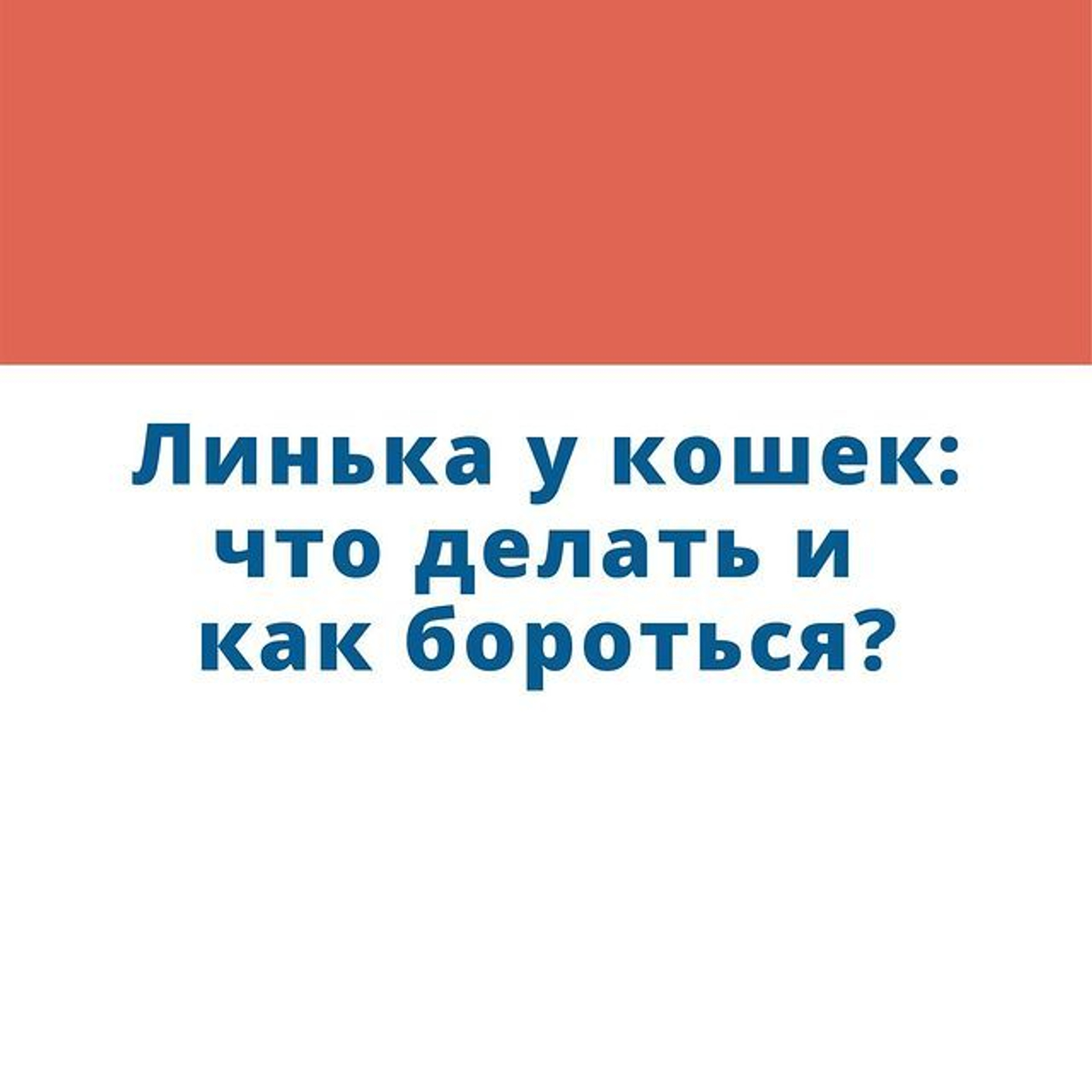 Что делать, когда у кошки началась линька?