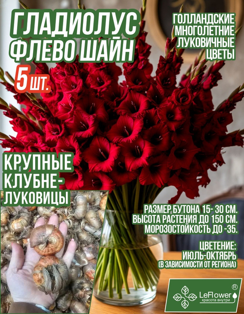 Гладиолус Луковица, Флево Шайн, крупные, 5шт