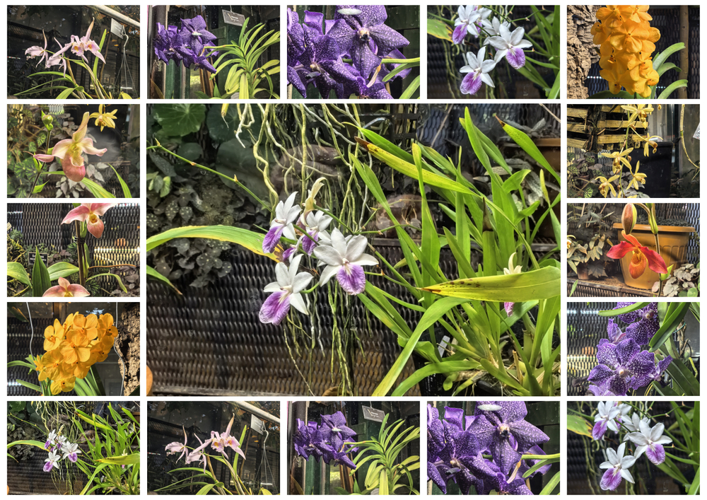 Коллекция фотографий "Орхидеи"