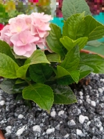 Дренаж для цветов и растений микс черный