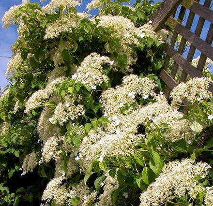 Гортензия черешковая (вьющаяся) Петиоларис (petiolaris)