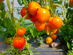 Озеро Брэт жёлтое сорт томата