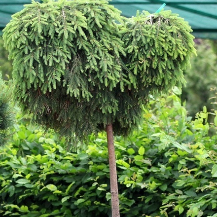 Ель обыкновенная Форманек на штамбе