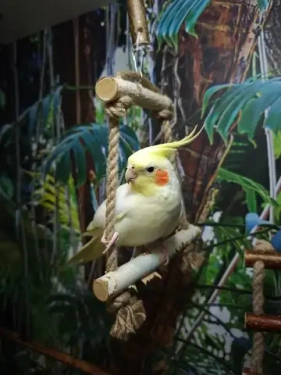 Безопасные качели для попугаев