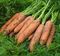 КЮРАСАО F1 семена моркови Bejo купить
