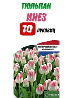 Тюльпан Луковица, Инез, 10шт