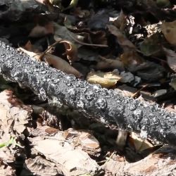 GWSH8-027 GREEN APPLE Шланг сочащийся для капельного полива, 12 мм , 10 м