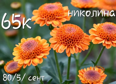 САЖЕНЦЫ ХРИЗАНТЕМЫ КОРЕЙСКАЯ НИКОЛИНА № 65