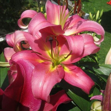 Лилия ОТ гибрид Корсини