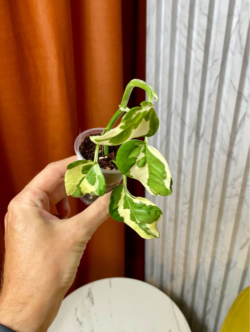 Эпипремнум Энджой, D5см Н15см, 1шт, Urban Jungle