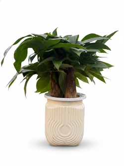 Пахира Little Forest Space Cup Three-Branch д.11 бежевый