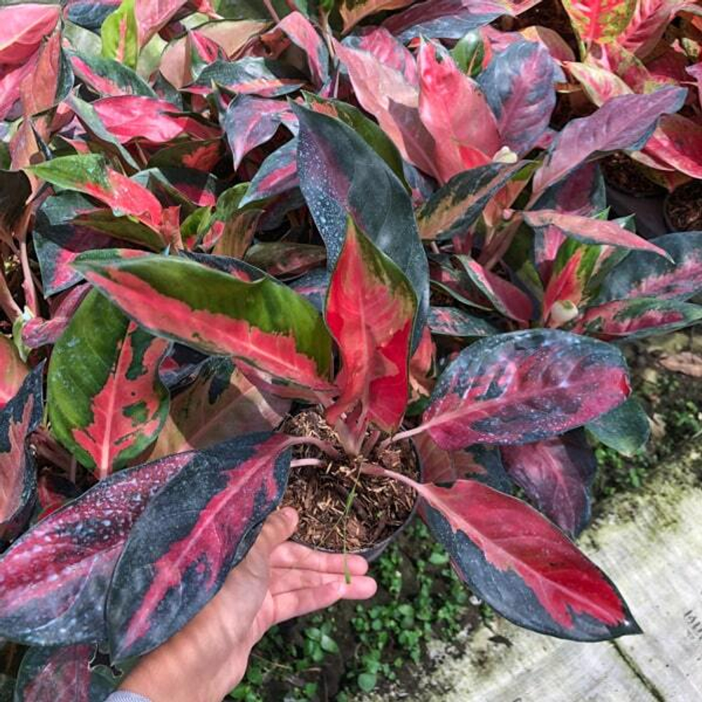 Аглаонема SUKSOM JAIPONG MUTATION (N58)