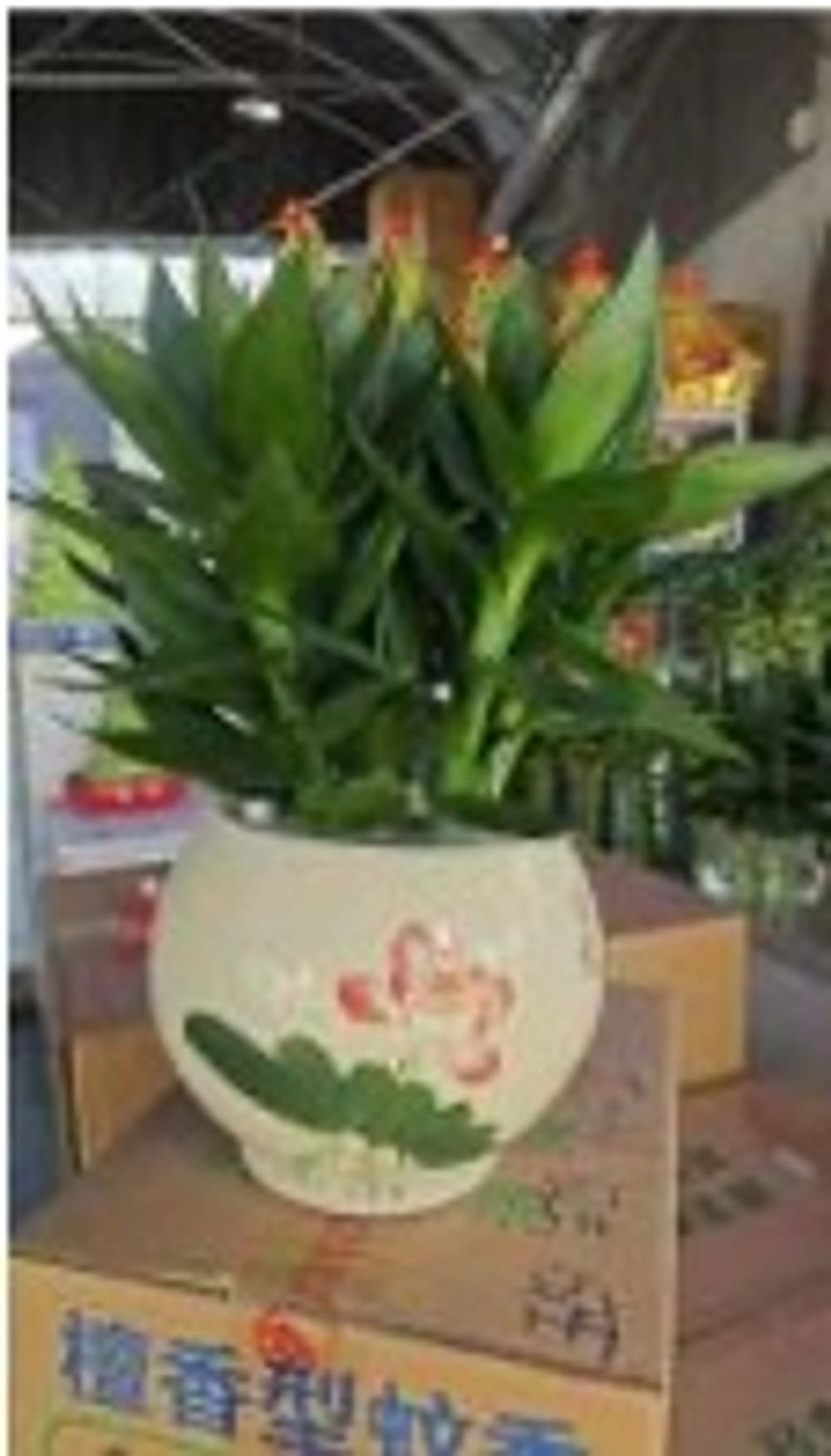 Бамбук пять ветвей д. 23