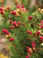 Ель обыкновенная Ридал