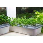 Чудо грядка