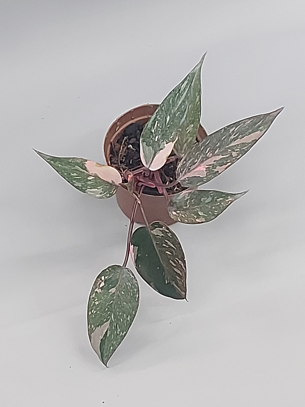 Филодендрон Пинк Принцесс 11/30