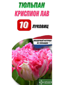 Тюльпан Луковица, Криспион Лав, 10шт