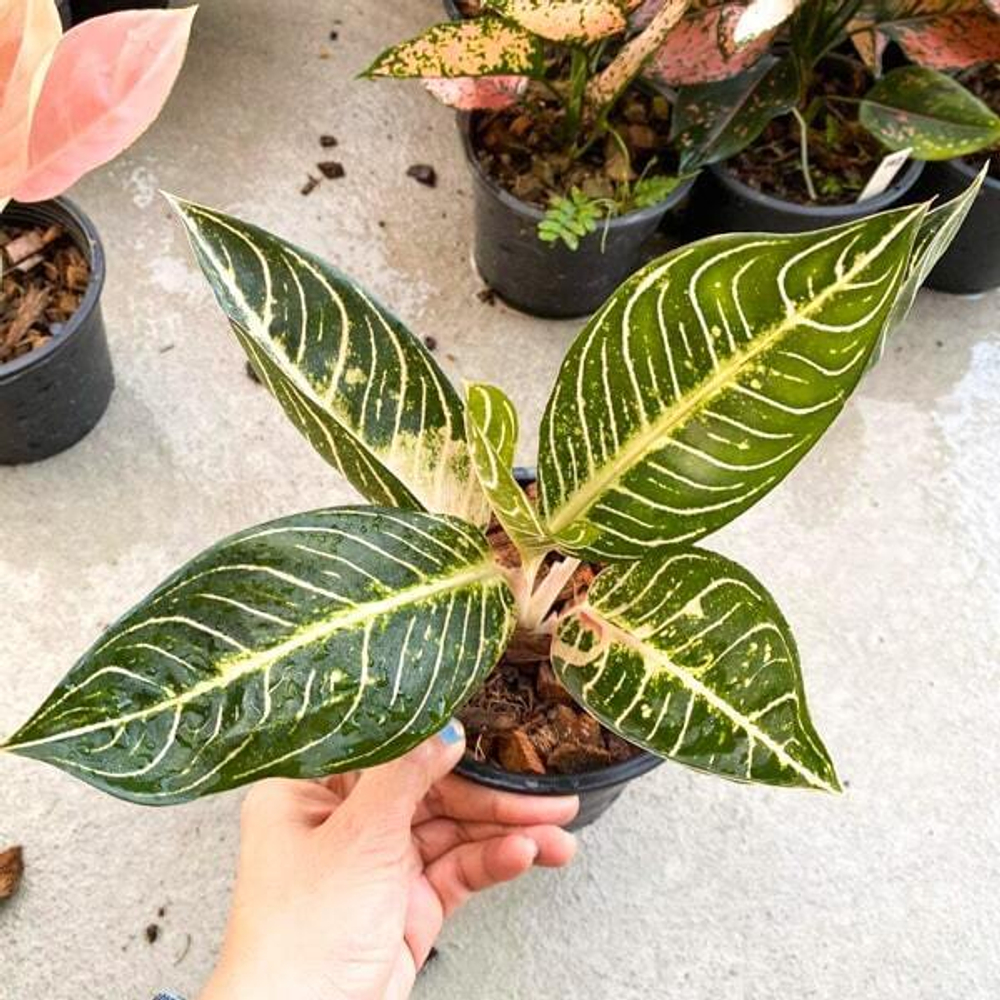 Аглаонема WHITE SUMATRA