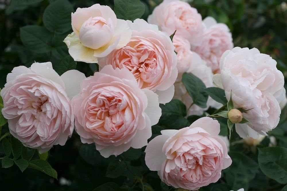 Джентл Гермионе (Gentle Hermione)