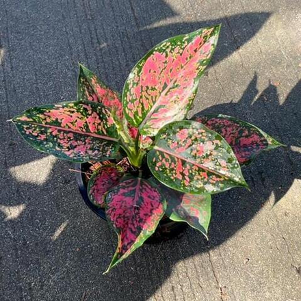 Аглаонема KAMKOON RED