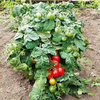 Помидоры - Red Robin - Красный Робин