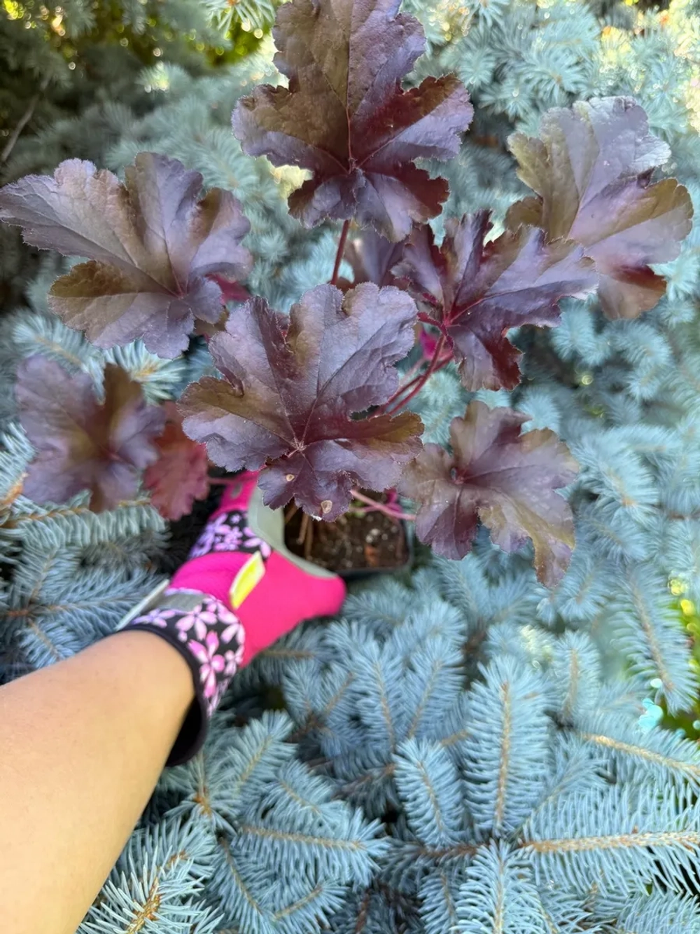 Гейхера "BLACK PEARL"