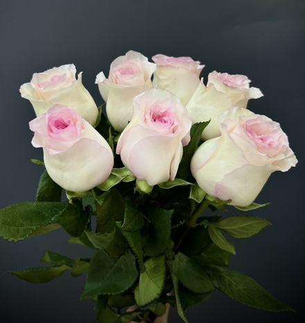 7 роз Мандала с лентой