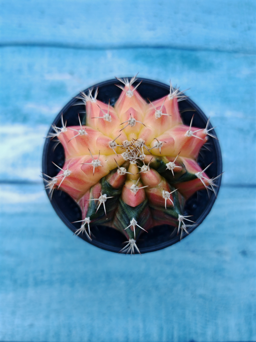 Gymnocalycium Variegata (Гимнокалициум Вариегатный)