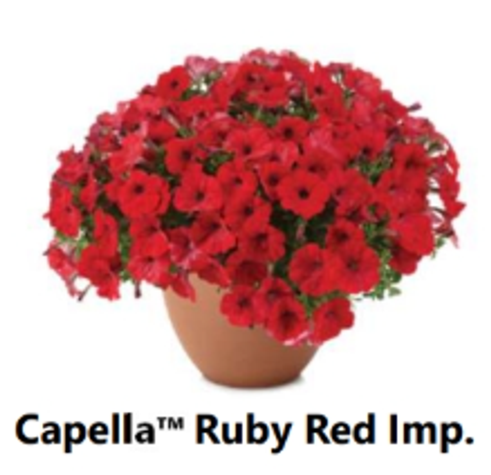 ЕВРО Петуния CAPELLA Ruby Red Imp. ЕВРО укорененный черенок СЕРЕДИНА НОЯБРЯ поставка 1