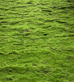 Мох искусственный в рулоне 100Х100 см.