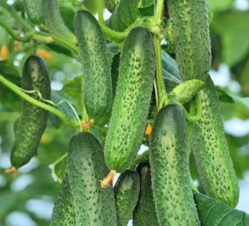 Огурец Модер F1