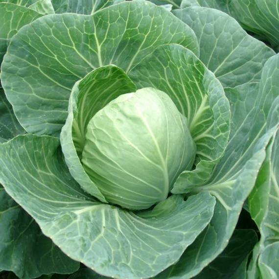 Тафма F1 семена капусты белокочанной – фото 2