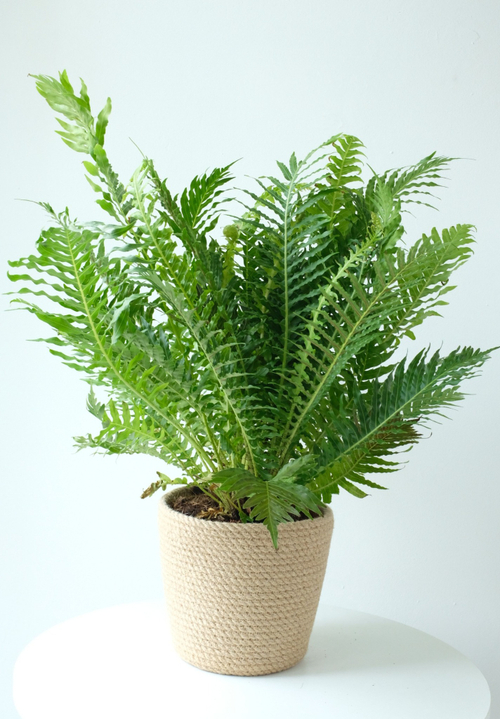 Папоротник Блехнум Сильвер Леди