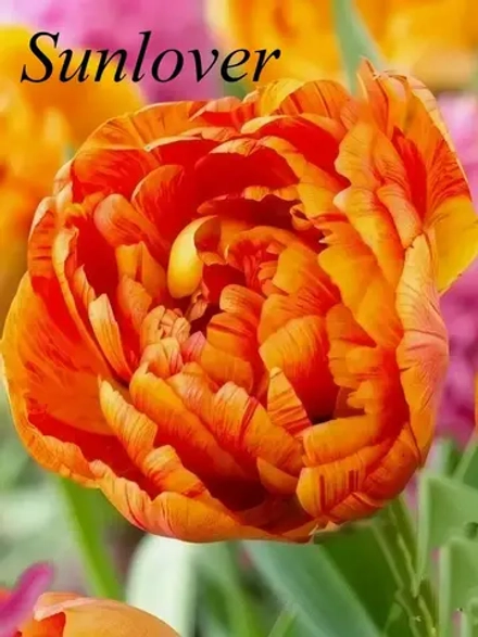 Тюльпаны Sunlover 4 шт, набор луковиц