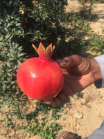 гранат из Египта