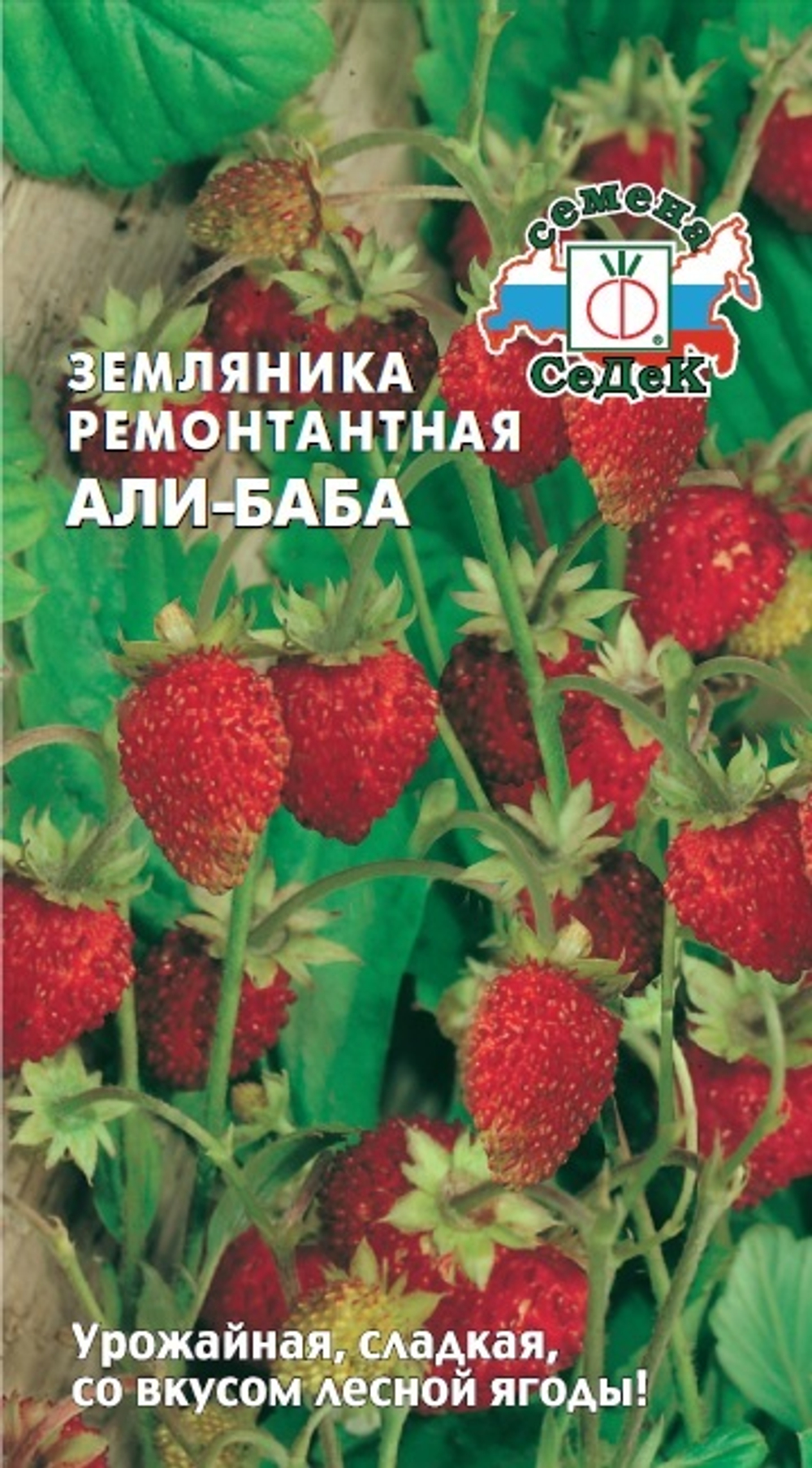 Земляника Али-Баба