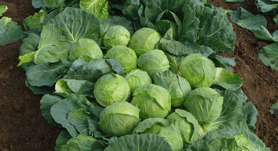 Чамп F1 семена капусты белокочанной (Seminis / Семинис) – фото 9