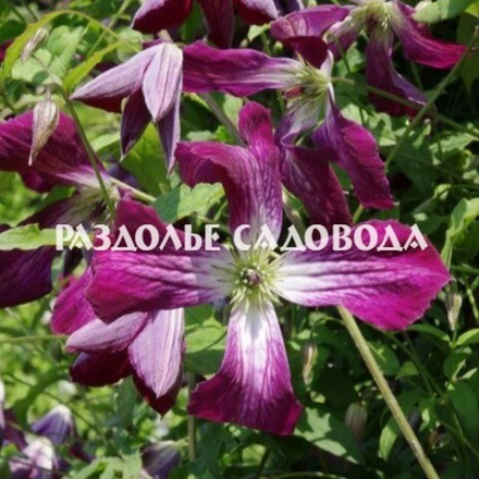 Клематис крупноцветковый Валенбург